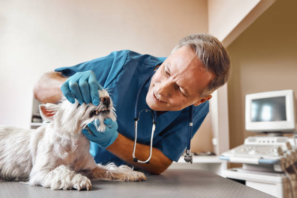  El Segundo, CA Emergency Dentist Pros